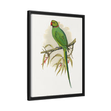 Ring-Necked or Bengal Parakeet (Psittacula columboides) colored wood-engraved plate by Alexander Francis Lydon