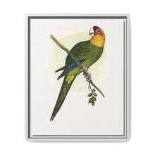 Carolina Parrot (Conuropsis carolinensis) colored wood-engraved plate by Alexander Francis Lydon. - NOMADEN ART GALLERY