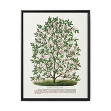 Hardy Magnolia tree lithograph. Digitally enhanced from our own original 1900 edition plates of Botanical Specimen published by Rochester Lithographing - NOMADEN ART GALLERY