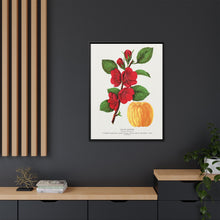 Japan Quince tree lithograph. Digitally enhanced from our own original 1900 edition plates of Botanical Specimen published by Rochester Lithographing
