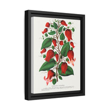 Prunus Triloba flower lithograph. Digitally enhanced from our own original 1900 edition plates of Botanical Specimen published by Rochester Lithographing - NOMADEN ART GALLERY