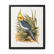 Cockatiel (Nymphicus hollandicus) colored wood-engraved plate by Alexander Francis Lydon - NOMADEN ART GALLERY