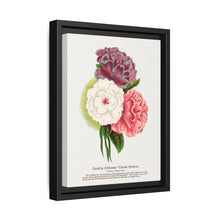 Double Althea in 3 colors lithograph. Digitally enhanced from our own original 1900 edition plates of Botanical Specimen published by Rochester Lithographing - NOMADEN ART GALLERY
