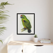 Placa grabada en madera de color loro de Jardine (Poicephalus gulielmi gulielmi) de Alexander Francis Lydon. 