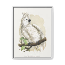 Great White-Crested Cockatoo (Cacatua alba) colored wood-engraved plate by Alexander Francis Lydon - NOMADEN ART GALLERY
