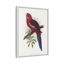 Pennant-Sittich (Platycercus elegans) farbige Holzstichplatte von Alexander Francis Lydon