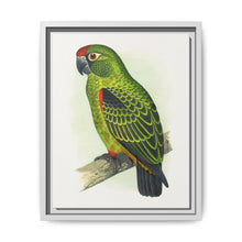 Jardine's Parrot (Poicephalus gulielmi gulielmi) colored wood-engraved plate by Alexander Francis Lydon. - NOMADEN ART GALLERY