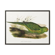 Green Ground Parrot (Pezoporus wallicus) colored wood-engraved plate by Alexander Francis Lydon - NOMADEN ART GALLERY
