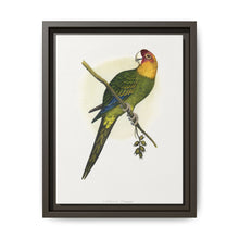 Carolina Parrot (Conuropsis carolinensis) colored wood-engraved plate by Alexander Francis Lydon. - NOMADEN ART GALLERY