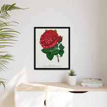 Red rose, American Beauty lithograph. Digitally enhanced from our own original 1900 edition plates of Botanical Specimen published by Rochester Lithographing