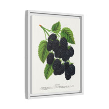 Snyder Blackberry lithograph from Botanical Specimen published by Rochester Lithographing