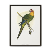 Carolina Parrot (Conuropsis carolinensis) colored wood-engraved plate by Alexander Francis Lydon. - NOMADEN ART GALLERY
