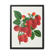 Shaffer's Colossal Raspberry Lithograph (1900) - NOMADEN ART GALLERY