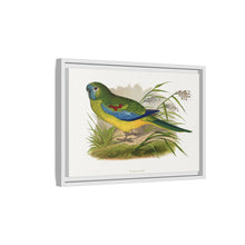 Turquoisine (Neophema pulchella) colored wood-engraved plate by Alexander Francis Lydon