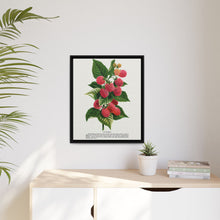 Cuthbert raspberry lithograph. Digitally enhanced from our own original 1900 edition plates of Botanical Specimen published by Rochester Lithographing