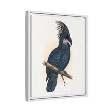 Great Black Cockatoo (Probosciger aterrimus) colored wood-engraved plate by Alexander Francis Lydon