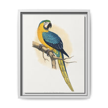 Blue and Yellow Macaw (Ara ararauna) colored wood-engraved plate by Alexander Francis Lydon - NOMADEN ART GALLERY