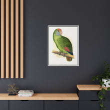 Dufresne's Amazon (Amazona dufresniana) colored wood-engraved plate by Alexander Francis Lydon