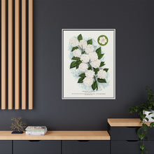 Japanese snowball flower lithograph. Digitally enhanced from our own original 1900 edition plates of Botanical Specimen published by Rochester Lithographing