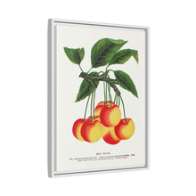 Gov Wood cherry lithograph. Digitally enhanced from our own original 1900 edition plates of Botanical Specimen published by Rochester Lithographing