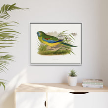 Turquoisine (Neophema pulchella) colored wood-engraved plate by Alexander Francis Lydon