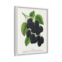 Snyder Blackberry lithograph from Botanical Specimen published by Rochester Lithographing