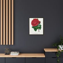 Red rose, American Beauty lithograph. Digitally enhanced from our own original 1900 edition plates of Botanical Specimen published by Rochester Lithographing