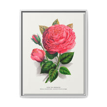 Pink rose, Anna De Diesbach lithograph. Digitally enhanced from our own original 1900 edition plates of Botanical Specimen published by Rochester Lithographing - NOMADEN ART GALLERY