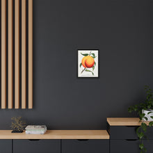 Foster peach lithograph. Digitally enhanced from our own original 1900 edition plates of Botanical Specimen published by Rochester Lithographing
