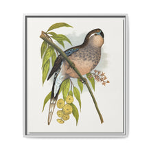 Bourke's Parrakeet (Neopsephotus bourkii) colored wood-engraved plate by Alexander Francis Lydon. - NOMADEN ART GALLERY