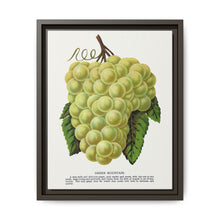 Green Mountain grape lithograph. Digitally enhanced from our own original 1900 edition plates of Botanical Specimen published by Rochester Lithographing - NOMADEN ART GALLERY