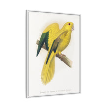 Golden or Queen Bavaria's Parrot (Guaruba guarouba) colored wood-engraved plate by Alexander Francis Lydon.