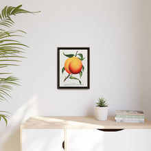 Foster peach lithograph. Digitally enhanced from our own original 1900 edition plates of Botanical Specimen published by Rochester Lithographing