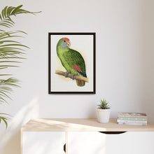 Dufresne's Amazon (Amazona dufresniana) colored wood-engraved plate by Alexander Francis Lydon