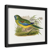 Turquoisine (Neophema pulchella) colored wood-engraved plate by Alexander Francis Lydon
