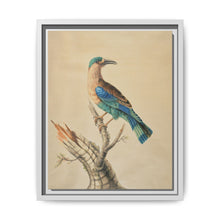 Coracias Benghalensis by Sarah Stone - NOMADEN ART GALLERY