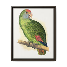 Dufresne's Amazon (Amazona dufresniana) colored wood-engraved plate by Alexander Francis Lydon - NOMADEN ART GALLERY