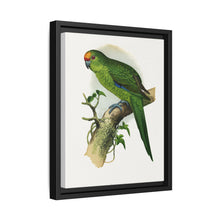 Golden-Crowned Parrakeet (Cyanoramphus auriceps) colored wood-engraved plate by Alexander Francis Lydon - NOMADEN ART GALLERY