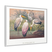 The African Wood Ibis from Zoological sketches (1861-1867) by Joseph Wolf and Philip Lutley Sclater