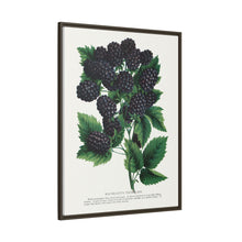 Wachusett Blackberry Lithograph | Vintage Botanical Wall Art