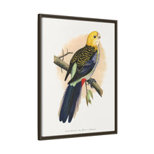 Pale-Headed or Mealy Rosella (Platycercus adscitus) colored wood-engraved plate by Alexander Francis Lydon.