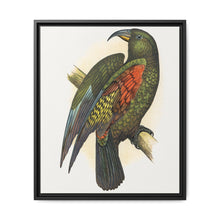 Mountain Parrot (Nestor notabilis) colored wood-engraved plate by Alexander Francis Lydon - NOMADEN ART GALLERY