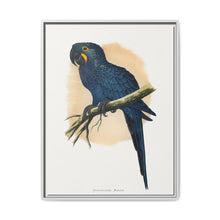 Hyacinthine Macaw (Anodorhynchus hyacinthinus) colored wood-engraved plate by Alexander Francis Lydon. - NOMADEN ART GALLERY