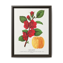 Japan Quince tree lithograph. Digitally enhanced from our own original 1900 edition plates of Botanical Specimen published by Rochester Lithographing - NOMADEN ART GALLERY