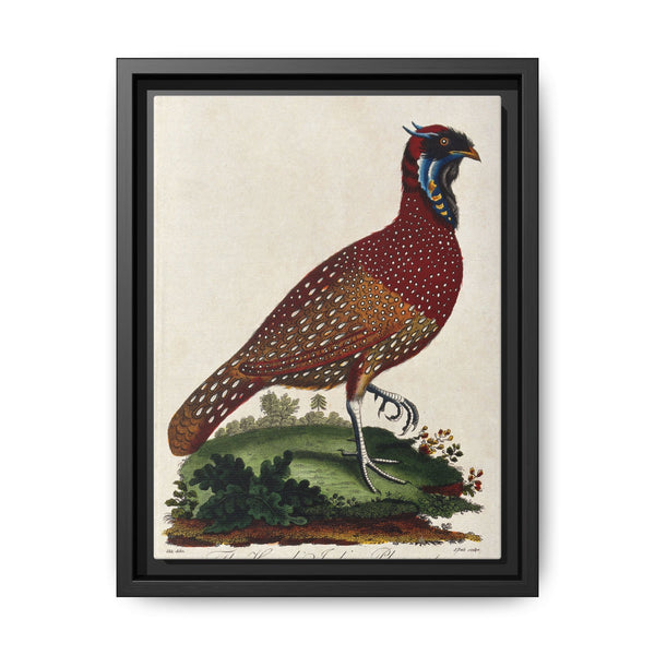 A horned Indian pheasant standing on the grass by J. Pass after J. E. Ihle. - NOMADEN ART GALLERY