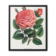 Pink rose, Glorie de Dijon lithograph. Digitally enhanced from our own original 1900 edition plates of Botanical Specimen published by Rochester Lithographing - NOMADEN ART GALLERY