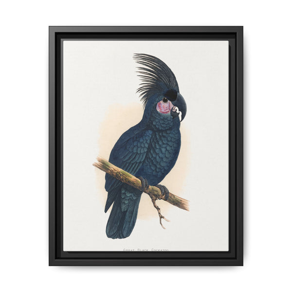 Great Black Cockatoo (Probosciger aterrimus) colored wood-engraved plate by Alexander Francis Lydon - NOMADEN ART GALLERY