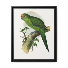 Golden-Crowned Parrakeet (Cyanoramphus auriceps) colored wood-engraved plate by Alexander Francis Lydon - NOMADEN ART GALLERY