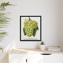 Green Mountain grape lithograph. Digitally enhanced from our own original 1900 edition plates of Botanical Specimen published by Rochester Lithographing