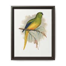 Elegant Parrakeet (Neophema elegans) colored wood-engraved plate by Alexander Francis Lydon - NOMADEN ART GALLERY